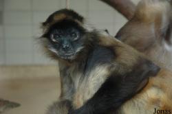 Ateles geoffroyi
