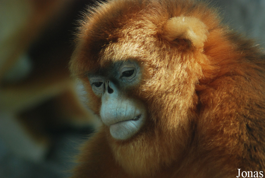 Xiangjiang Safari Park Guangzhou