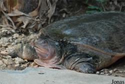 Trionychidae