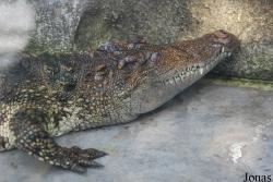 Crocopark Guangzhou