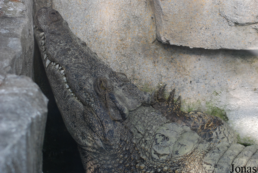 Crocopark Guangzhou