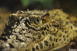 Crocodylus rhombifer