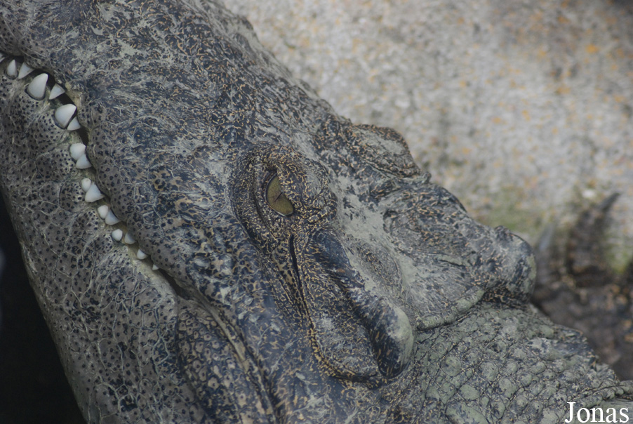 Crocopark Guangzhou