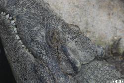 Crocopark Guangzhou