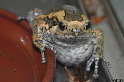 Microhylinae