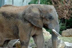 Loxodonta africana africana