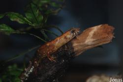 Tropidophorus sinicus