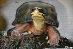 Cuora trifasciata