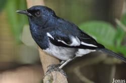 Muscicapidae