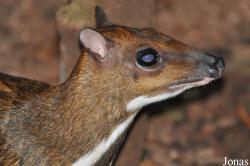 Tragulidae
