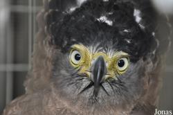 Spilornis cheela