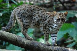Prionailurus bengalensis