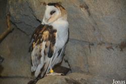 Tyto longimembris