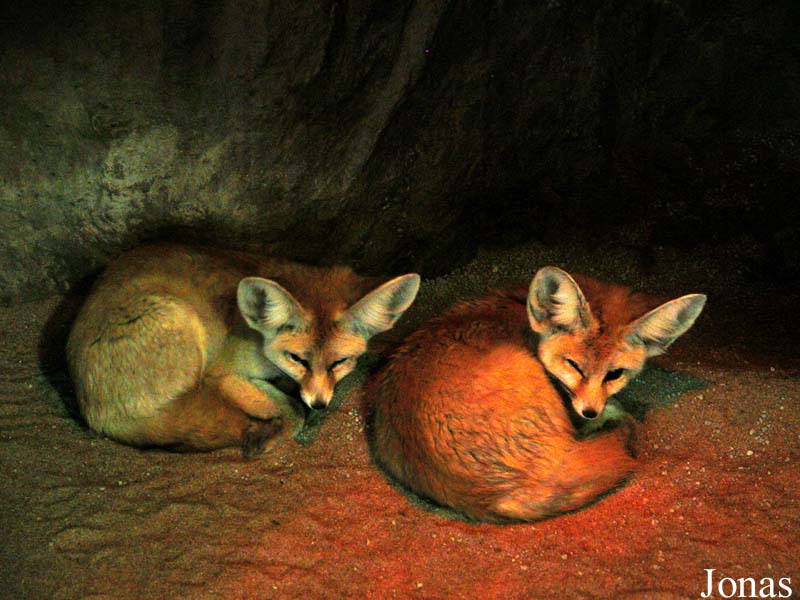 Zoologischer Garten Karlsruhe