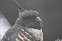 Aviceda leuphotes syama