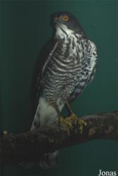 Accipiter virgatus nisoides