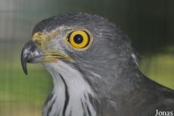 Accipiter trivirgatus