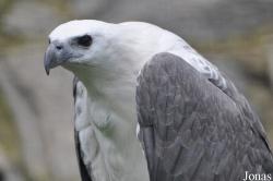 Haliaeetus leucogaster