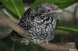 Cuculinae
