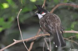 Pycnonotidae