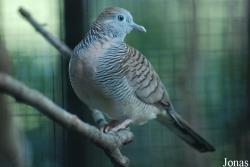 Geopelia striata
