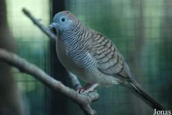 Hong Kong Zoological and Botanical Gardens