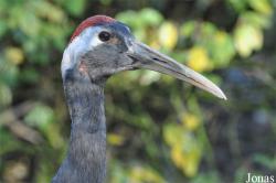 Grus japonensis