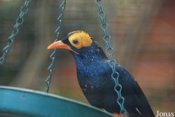 Hong Kong Zoological and Botanical Gardens