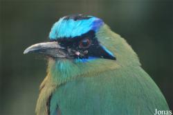 Momotidae