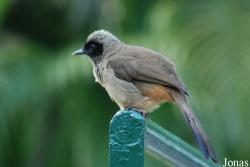 Pterorhinus perspicillatus