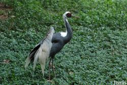 Safari Park Shenzhen