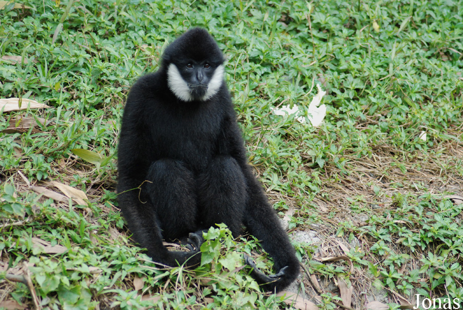 Safari Park Shenzhen
