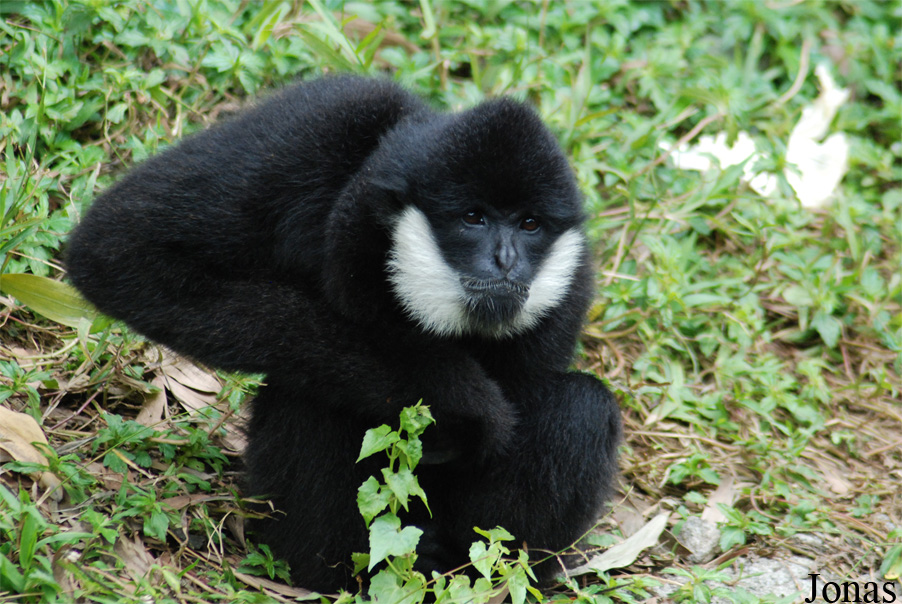 Safari Park Shenzhen
