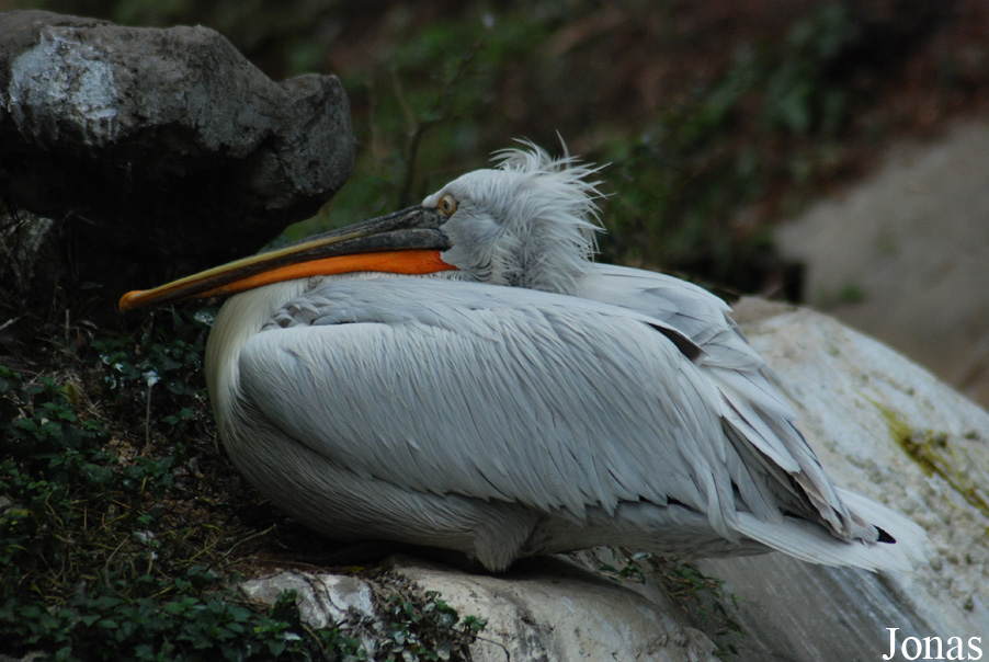 Safari Park Shenzhen