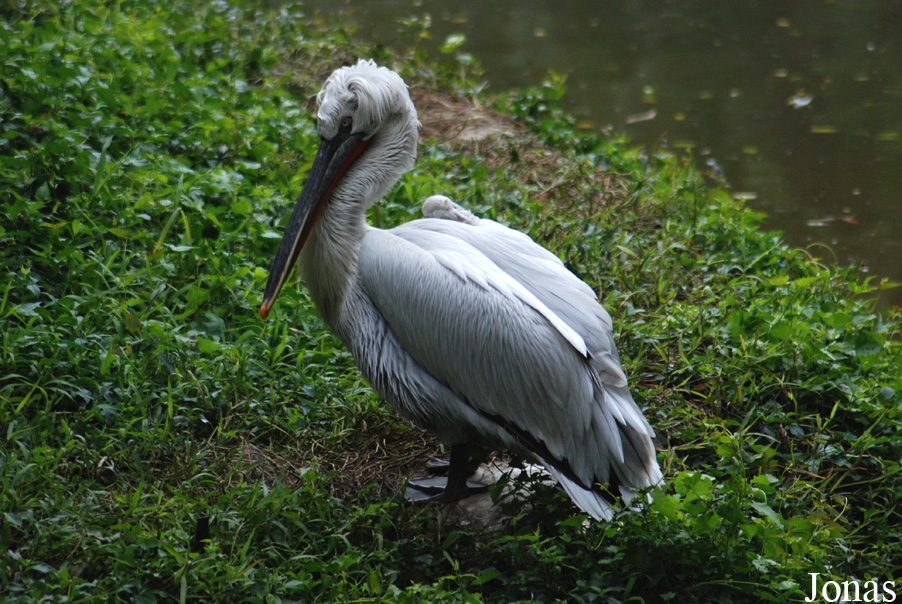 Safari Park Shenzhen