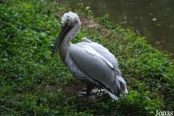 Safari Park Shenzhen