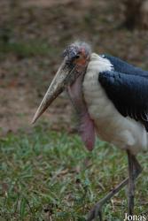 Safari Park Shenzhen