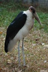 Safari Park Shenzhen