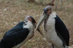 Safari Park Shenzhen