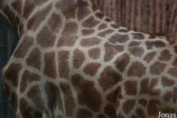 Safari Park Shenzhen