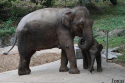 Safari Park Shenzhen