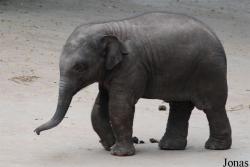 Safari Park Shenzhen