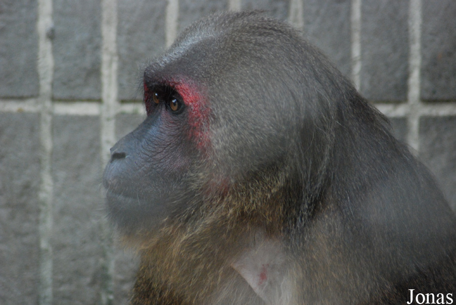 Safari Park Shenzhen