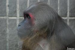 Safari Park Shenzhen