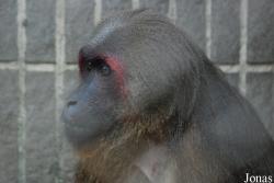 Safari Park Shenzhen
