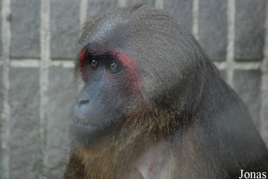 Safari Park Shenzhen