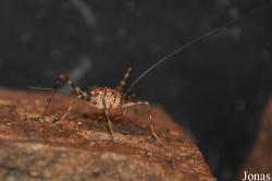 Gryllidae