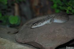 Diergaarde Blijdorp