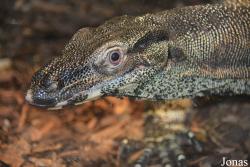 Varanus varius