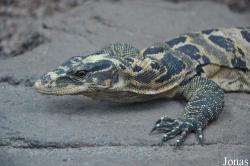 Varanus cumingi